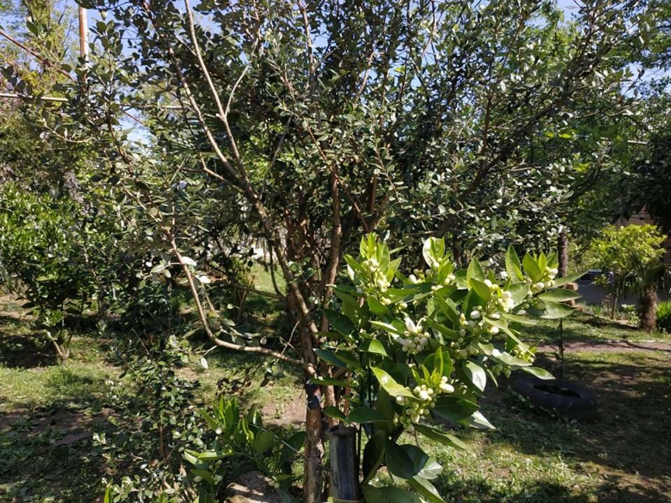 Сибиряк Tskaltubo Ngoại thất bức ảnh